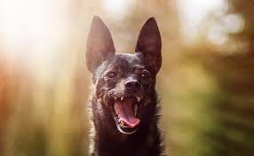 Le chien le plus vieux du monde a…133 ans (en âge canin). Mon Chien Perd Ses Dents Est Ce Normal