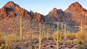 Saguaro national park is named after the massive saguaro cactus, one of the most recognized succulent hike or drive through the desert landscape to see cacti, birds and desert animals. Hike In Tucson And The Sonoran Desert With Rei Rei Adventures