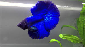 Splendens, commonly known as the siamese fighting fish. Sold Sapphire Blue Halfmoon Betta Male Youtube