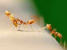 Check spelling or type a new query. How To Get Rid Of Ants In The House