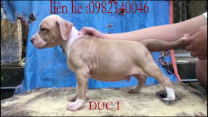 3 nên mua chó pitbull con hay pitbull trưởng thành. Báº§y Cho Con 50 Ngay Tuá»•i Tráº¡i Cho Pitbill Ban Cho Pitbull Con Youtube