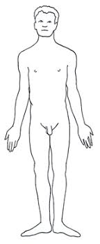 Illustration about male and female body silhouette outline. Blank Female Body Diagram Human Anatomy