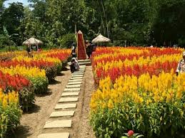 Gambar bunga cantik di taman. Spot Cantik Taman Bunga Ragil Kuning Boyolali Joss Co Id