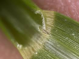 Image result for Sporobolus tenuissimus