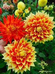 The Garden Of Eden September 21 2019 Ketchup Mustard With Fired Up In 2020 Trees To Plant Beautiful Flowers Flowers