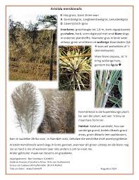 Image result for Aristida meridionalis