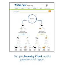 Best Dog Dna Tests Compared My Family Dna Test