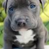 Bobbie's pit bull rescue & sanctuary (bprs) was created in early 2016 exclusively for charitable and educational purposes. Https Encrypted Tbn0 Gstatic Com Images Q Tbn And9gcqzrspoxcbt7yymuzrkvxsaiphfjuyd Yyifrbhtojwtxqdbrm9 Usqp Cau