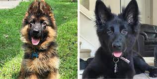 See german shepherd puppy stock video clips. 28 Of The Most Adorable German Shepherd Pups You Ll Ever See