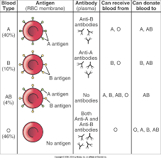 Brendas A P Eportfolio Objective 21 Explain Abo Blood