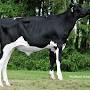 Profile Picture of Bonando - Synetics Bull Search (@d.synetics.world) on Google