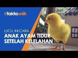 Fakta Unik Lucu Ini Cara Anak Ayam Tidur Setelah Kelelahan Youtube