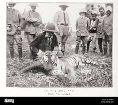 Animal trophy tiger hi-res stock ...