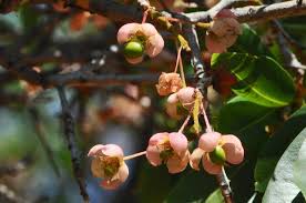 Image result for Ochna pulchra