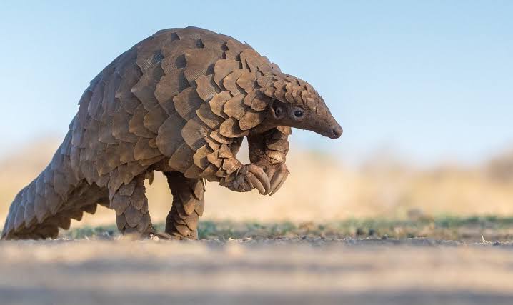 Eight species rolled into one – Addressing the plight of the pangolin |  Fauna & Flora