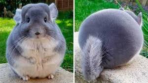 Description hi, i have chinchillas for sale.one is agrey velvetmale, born january 10th 2010, asking $65.00.another. From Blanks To Pens Some Of The Many Ballpoints Rollerballs And Fountain Pens I Ve Made In The Last Year Chinchilla Animals Cute Animals