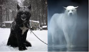 Black And White Wolf Pictures Get A Pair Of Black And White Wolf Hybrids Animals Cute Animals Cool Pictures Of Animals