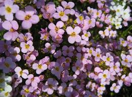 Image result for Arabis