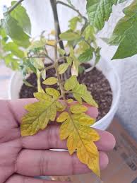 Image result for tomato seedling fusarium wilt