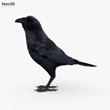 3d Model Of Raven Hd In 2020