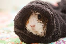 We cherish them as entertaining companions, and we love them deeply for the joy they bring to our lives. The 5 Worst And 3 Best Pets For Kids That Aren T Cats Or Dogs Babycenter