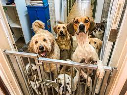 Welcome to 4 paws where the pawty never ends! 4 Paws Pet Resort Reviews Facebook