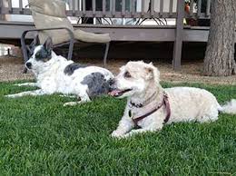 Pet grooming, boarding, day care… and so much more! Four Paws Dog Resort Prescott Dog Boarding Dog Sitting Not Your Usual Dog Kennel