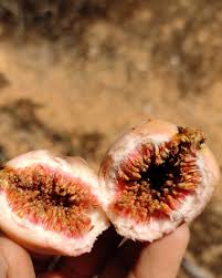 Image result for Vigna racemosa