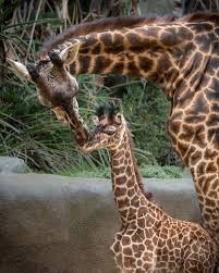 Check spelling or type a new query. Unwind With Yoga Meditation And More During Self Care Saturdays At The Los Angeles Zoo Spa And Beauty Today