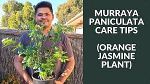 Image result for Murraya paniculata