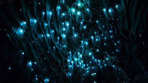 waitomo s lights avatar in real life 4k glow worm cave cave images glow worm