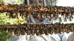 Here at lappe's bee supply, we promote successful beekeeping by. Shedding Light On The Secret Reproductive Lives Of Honey Bees Eurekalert Science News