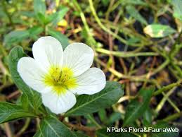 Image result for Ludwigia adscendens
