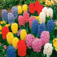 Sortiment Garten Und Topfhyazinthen In Extragrosse Von Gartner Potschke Blumenzwiebeln Hyazinthe Blumen