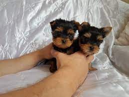 Terw Beautiful Yorkshire Terrier Boy Amp Girls Yorkie Puppy Puppy Adoption Free Puppies