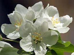 We did not find results for: Image Result For White Flowering Trees Identification White Flowering Trees Flowering Trees Tree Identification