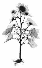 X Ray Sunflower Xray Art Xray Flower Art