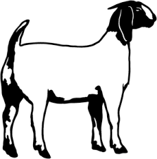 Black And White Goat Images Clip Art August 2012 Pender County 4 H Boer Goats Show Goats Goats