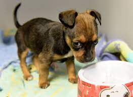 That means that our rapid growth might cause the complete disappearance of certain types of animals. You Have Two Days To Adopt A Pet For Free At The Rancho Cucamonga Animal Shelter Daily Bulletin