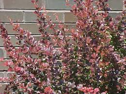 Image result for Thunbergia pynaertii