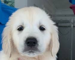 If you are unable to find your golden retriever puppy in our puppy for sale or dog for sale sections, please consider looking thru thousands of golden retriever dogs for adoption. Golden Retriever Puppies Wilmington Classifieds Claz Org