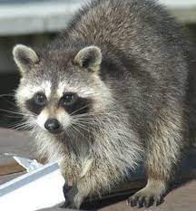 Search and apply for the latest pest animal control jobs. Wisconsin S Top 8 Small Animals In Pest Control Batzner Pest Control