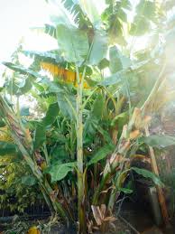Ornamental and fruiting banana trees grow the best under warm conditions but have been reported to be shade tolerant. A Banana Is An Herb Berry And Other Little Known Fruit Facts Garden Betty