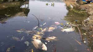 Terserang bakteri, belasan ribu ikan gurame di banyumas mati mendadak. Ribuan Ikan Di Saguling Mati Mendadak Ada Apa