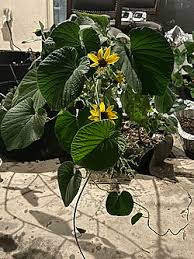 Image result for Stictocardia beraviensis