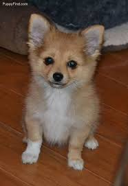Pomeranian Chihuahua Mix Black And Brown Pomchi D This Looks Like A Puppy Bax Pomchi Puppies Black Black And White Pomeranian Mix The Chih Pomeranian Chihuahua Mix Pomchi Puppies Pomchi Dogs