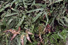 Image result for Adiantum hispidulum