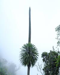 Image result for Lobelia stuhlmannii