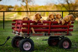 Take our food finder quiz!. Dry Dog Food Brands To Avoid Fifi Beaumont S