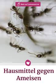 Hausmittel Gegen Ameisen Die Schnell Helfen Hausmittel Gegen Ameisen Hausmittel Und Ameisen